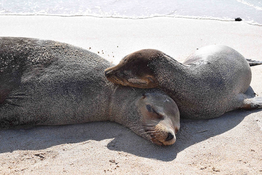 Sea lions snooze on the beaches of the Galapagos. 